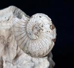 Pleuroceras solare (PHILLIPS 1829) - Bild © FossNet FossilienStore